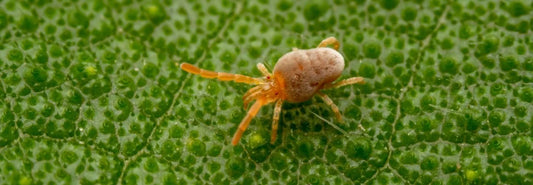 Was sind Grasmilben? Ursachen, Symptome und Lösungen im Garten