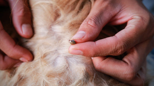 Grasmilben bei Hunden: Mögliche Symptome und worauf Tierhalter achten sollten