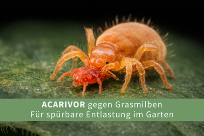 Jetzt Grasmilben bekämpfen und den Garten wieder genießen – dauerhaft & biologisch ohne Chemie